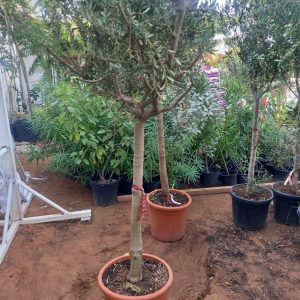 Olive tree