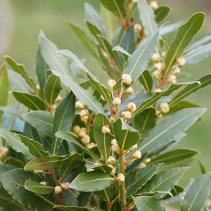 Bay Tree