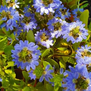 Tube Stock – Scaevola nitida ‘Shining Fanflower’