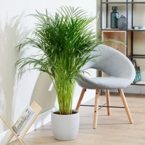 ARECA PALM [DYPSIS] POTTED 100 CM HEIGHT