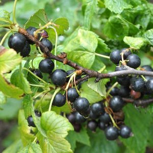Boskoop Giant Katyusha Black Currant