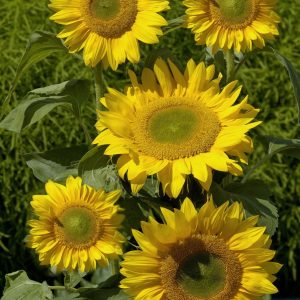 Helianthus annuus Summer Breeze F1