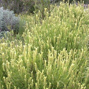 Yellow Lavender - Image 2